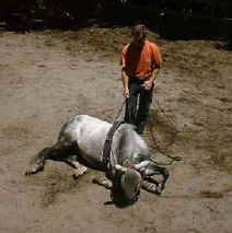 horse training with Sabine