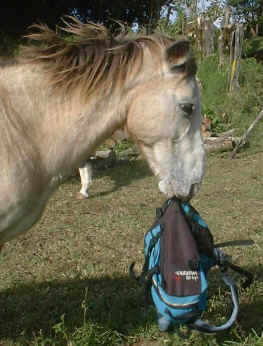 horse Apache shaking a backpack