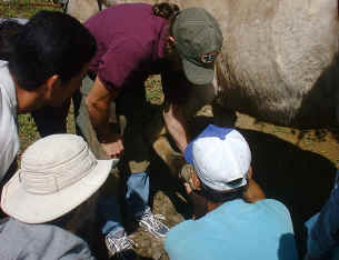 Horse shoe clinic with Michael Riverstone in Monteverde Costa Rica 1