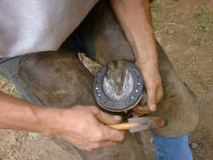 horse hoof care Monteverde Costa Rica 2