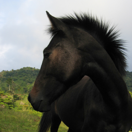 horse India Monteverde Costa Rica