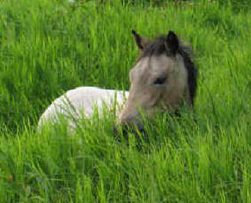 horse in the field Monteverde Costa Rica