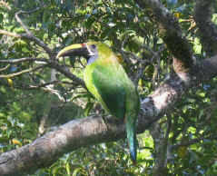 Tucanette in Monteverde