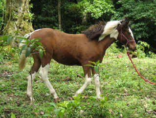 horse training Sabine's Smiling Horses