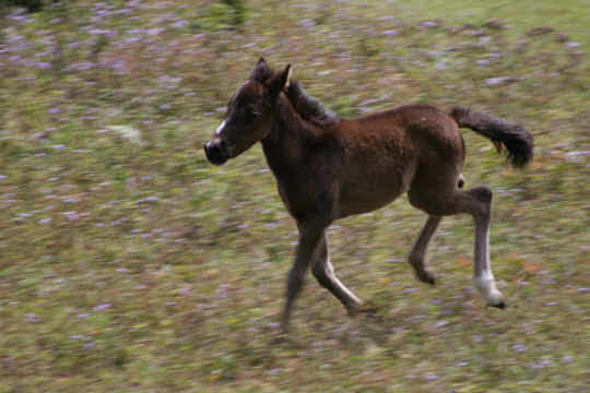 our best foal ever in Monteverde Costa Rica