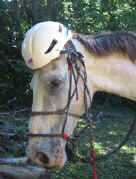 horse apache