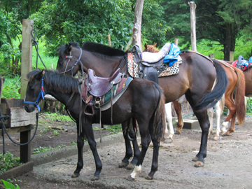 young horse in Monteverde