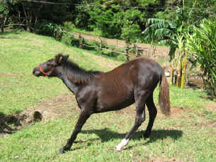 horse angelica minijump