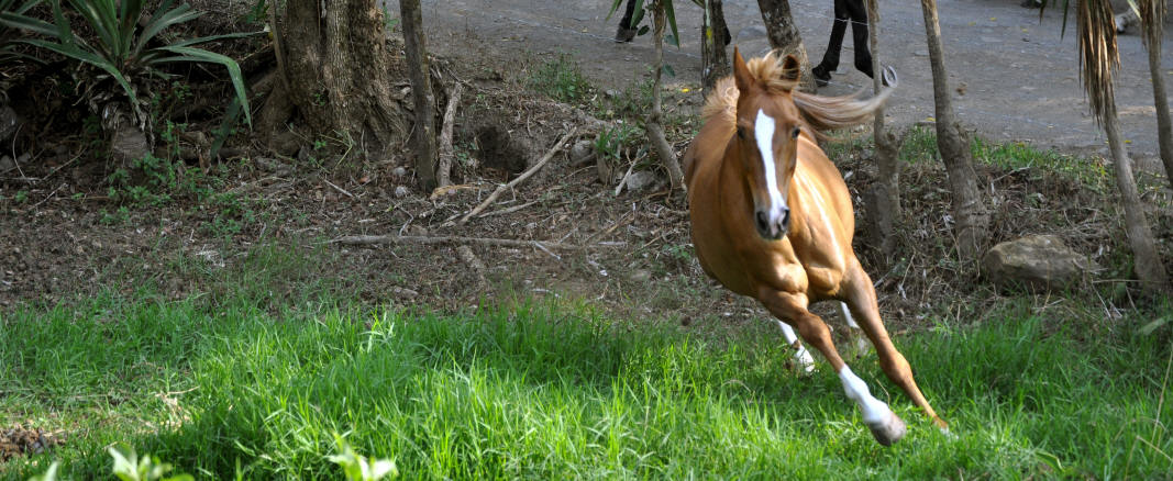Sharaika at Smiling Horses Monteverde