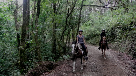Smiling Horses in the Cloud Forest Monteverde