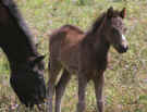 New horses in Monteverde Costa Rica