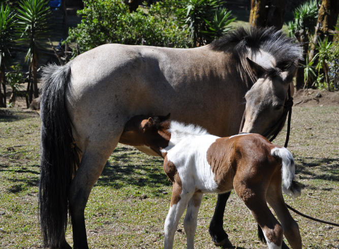 Aragon - king ponies at Smiling Horses Monteverde