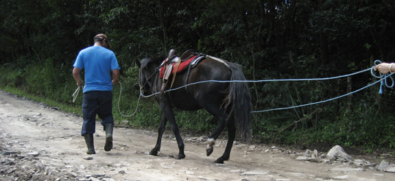 Sabine's Smiling Horse - Angelika first time on long rainse
