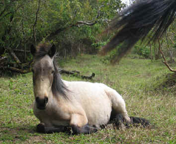 baby pony Pitufa 3