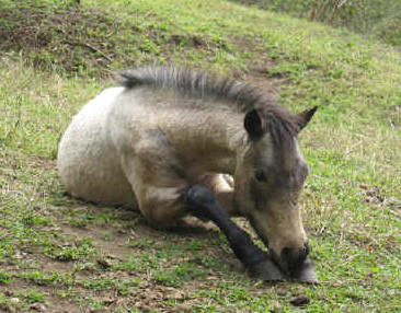 baby pony Pitufa 2