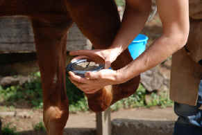 Sabine shoeing horses in Monteverde 2