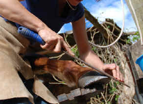 Sabine shoeing horses in Monteverde 3
