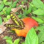 butterfly and Mango in Monteverde Costa Rica