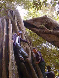 horseback riding pause climbing string tree in monteverde costa rica
