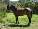 horse cheyenne