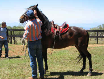 natural horsemenship in Monteverde Costa Rica
